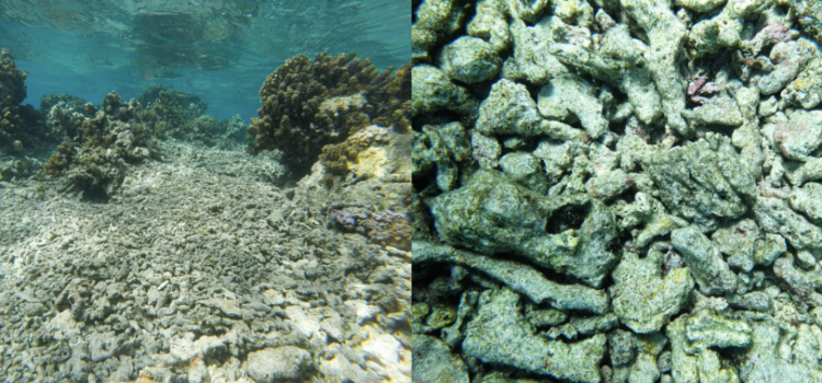 Will dead corals help reefs recover from disturbances?